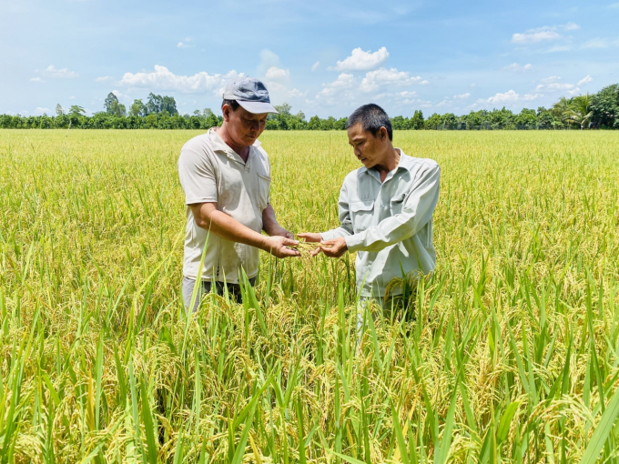 Ngành nông nghiệp tỉnh An Giang xác định, cây lúa vẫn là cây trồng chủ đạo của địa phương. Ảnh: Lê Hoàng Vũ.