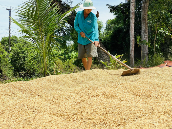 Trong giai đoạn 2017 - 2020, toàn tỉnh An Giang đã chuyển đổi hơn 31.130ha đất lúa kém hiệu quả sang trồng các loại cây trồng khác. Ảnh: Lê Hoàng Vũ.