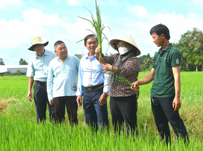 Tác giả Võ Thị Ngọc đang kiểm tra lúa MS tím than tại ruộng của anh Phạm Thanh Ca vụ hè thu 2022. Ảnh: Kiều Nhi.