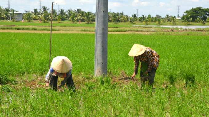 Tại tỉnh Vĩnh Long, hiện tượng nông dân bỏ vụ, 'lơi' vụ hoặc chuyển đổi sang cây trồng khác xảy ra ở nhiều nơi trong tỉnh. Ảnh: Minh Đảm.