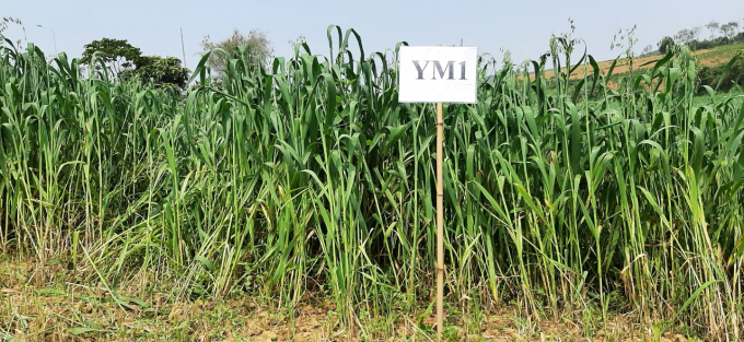 Giống yến mạch YM 1 cho năng suất 80 - 90 tấn/ha/2 lần thu hoạch thử nghiệm tại Sơn La. Ảnh: Fcri.