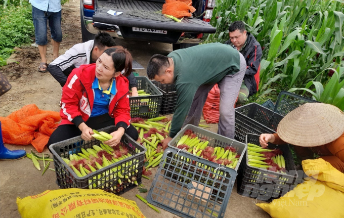 Sản phẩm ngô ngọt trồng tại xã Phúc Sen, huyện Quảng Hòa được bao tiêu toàn bộ và bước đầu đem lại hiệu quả. Ảnh: Công Hải.