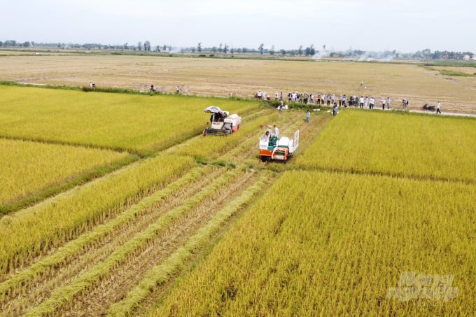Liên kết trồng lúa hữu cơ ở Quảng Trị tạo ra giá trị, lợi ích và lợi nhuận lớn cho nông dân và cộng đồng. Ảnh: Công Điền.