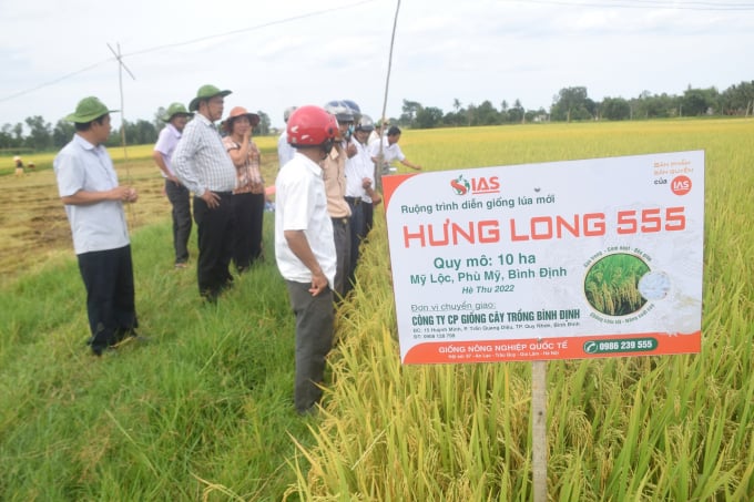 Nông dân tham quan mô hình sản xuất giống Hưng Long 555 tại HTX Nông nghiệp Mỹ Lộc (huyện Phù Mỹ, Bình Định). Ảnh: V.Đ.T.