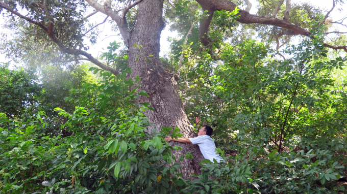 Cây chai lá cong ở Phú Yên được xem là 'cây mẹ' có đường kính trên 1m. Ảnh: MHN.