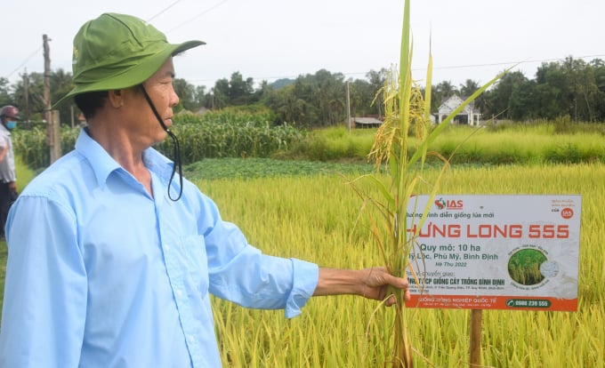 Cây lúa Hưng Long 555 không bị bệnh lem lép hạt dù gặp điều kiện thời tiết nắng nóng trong vụ hè thu 2022. Ảnh: V.Đ.T.