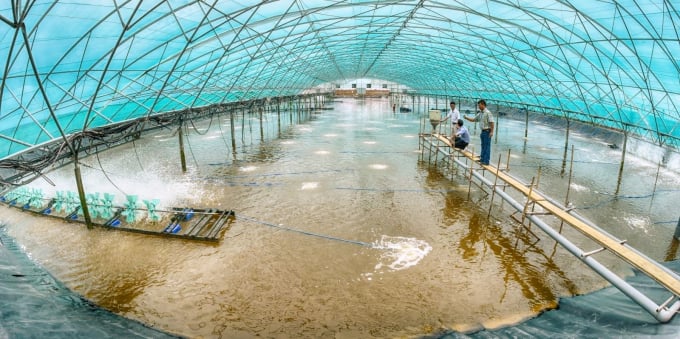Nhiều nông dân tỉnh Bạc Liêu được hỗ trợ, chuyển giao các mô hình nuôi tôm sạch. Ảnh: Kim Anh.