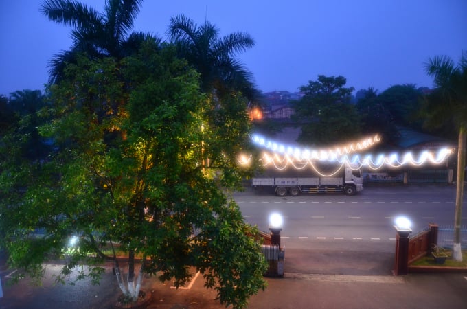 Cây ngọc lan ở Lâm Thao nơi buổi đêm đàn chim sẻ thường trú ngụ. Ảnh: Dương Đình Tường.