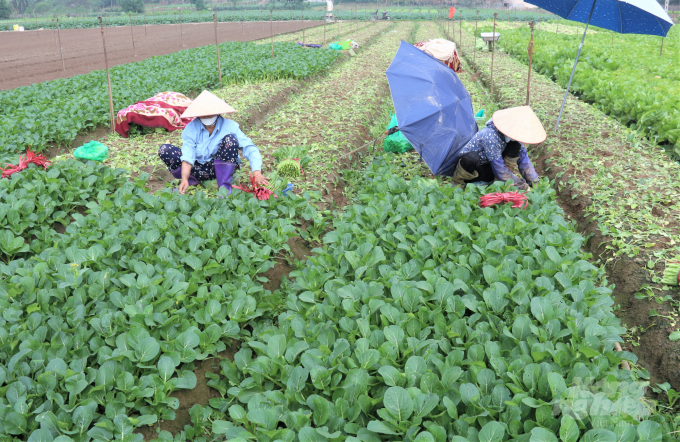 The project helps build production and management capacity for cooperatives. Photo: Pham Hieu.