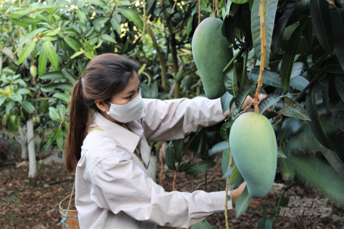 The aim of the project is to build human resources capacity to scale up safe crop production. Photo: Pham Hieu.