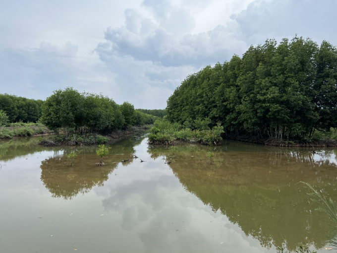 Mangrove forest in Ngoc Hien, Ca Mau. Photo: Trong Linh.