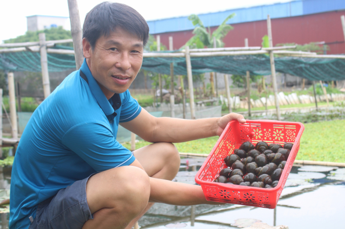 Ốc nhồi không hề dễ nuôi, nhưng cũng không phải quá khó để cho thu nhập tốt. Ảnh: TL.