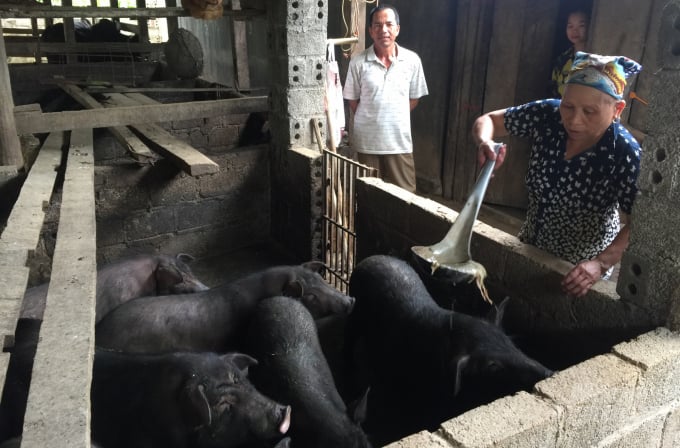 Bà Đặng Mùi Mụi, xóm Táp Ná, xã Thanh Long, huyện Hà Quảng duy trì nuôi khoảng 20 con lợn Táp Ná/lứa. Ảnh: Công Hải.