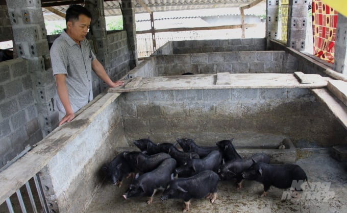 Lợn đen Táp Ná ở Cao Bằng hiện nay bị thoái hóa, lai tạp. Ảnh: Công Hải.