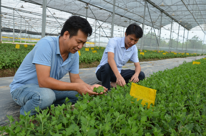 Anh Cường (bên trái) cùng anh Hải-Trạm trưởng Trạm Khuyến nông của huyện Thạch Thất đang kiểm tra giống cúc. Ảnh: NNVN.