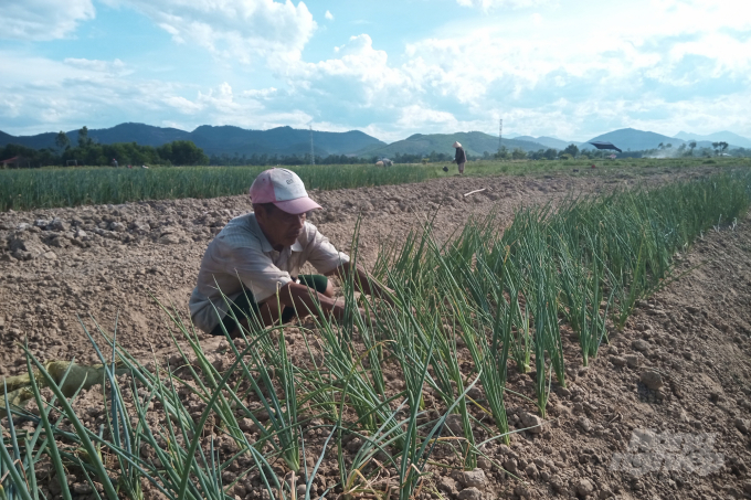 Người dân chuyển đổi đất lúa thiếu nước sang trồng hoa màu. Ảnh: Công Điền.