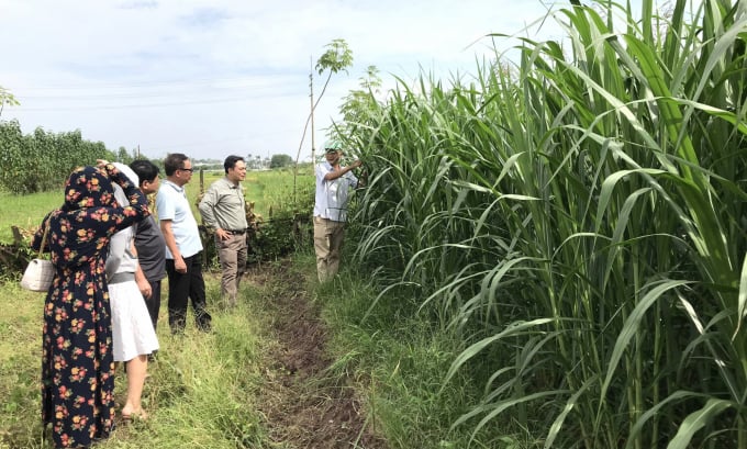Leaders of the Department of Crop Production and scientists are visiting a testing field for VS-19 elephant grass in Gia Lam district, Hanoi. Photo: Bach Phong.