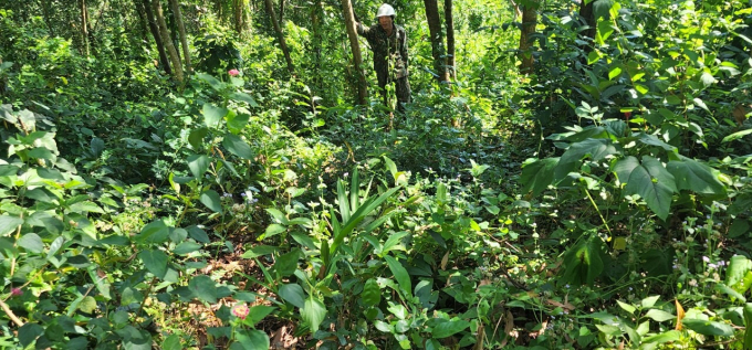 Tại khoảnh 2a, tiểu khu 208 thuộc xã Mỹ Hiệp (huyện Phù Mỹ, Bình Định) có 11,51ha đất rừng bị xâm chiếm để trồng keo. Ảnh: V.Đ.T.