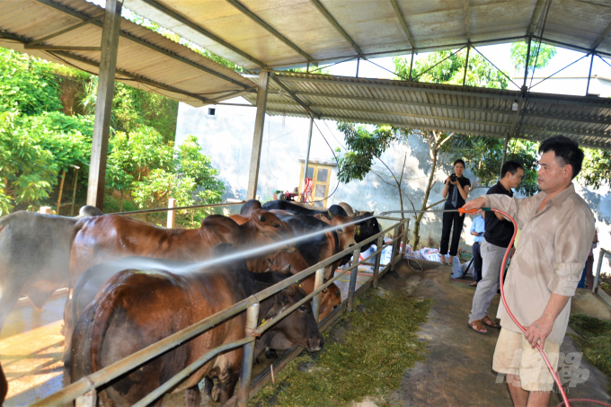 Tỉnh Tuyên Quang đã có 30 HTX, tổ hợp tác thực hiện liên kết chăn nuôi trâu bò vỗ béo. Ảnh: Đào Thanh.