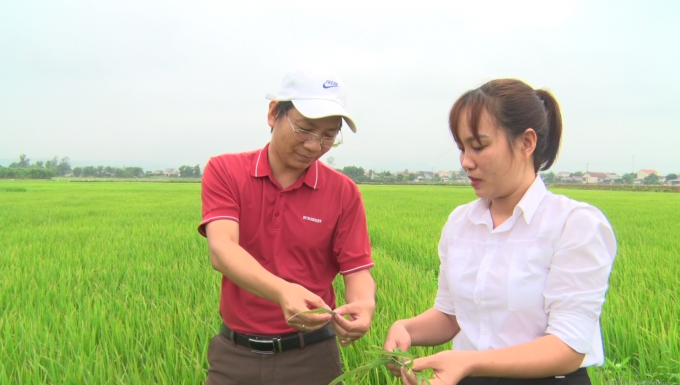 Giám sát thường xuyên đồng ruộng sẽ giúp công tác phòng trừ sâu bệnh hại lúa đạt kết quả tốt. Ảnh: Phan Việt Toàn.