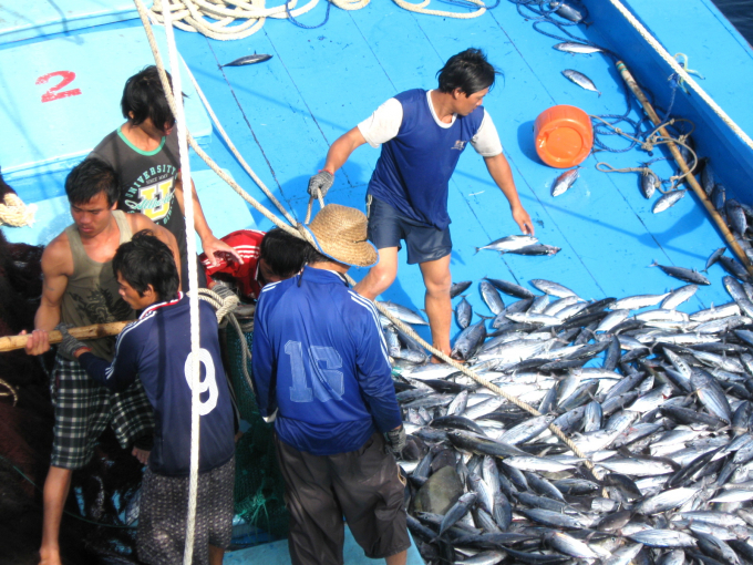 Hiện nay, sản lượng đánh bắt cá ngừ sọc dưa không đạt, nên thu nhập những chuyến biển không đủ bù chi phí. Ảnh: V.Đ.T.
