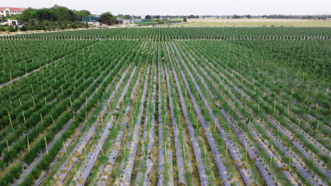 Măng tây xanh là cây trồng có giá trị cao, rât phù hợp vùng khí hậu khô nóng được định hướng mở rộng diện tích ở vùng hạ du thuỷ lợi Tâm Mỹ. Ảnh: Minh Hậu.