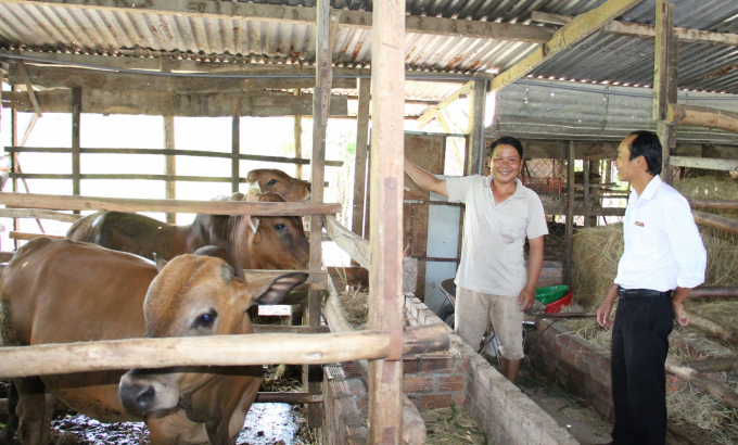  Agribank Đắk Lắk dành nguồn lực lớn cho người dân vay chăn nuôi, phát triển kinh tế gia đình.