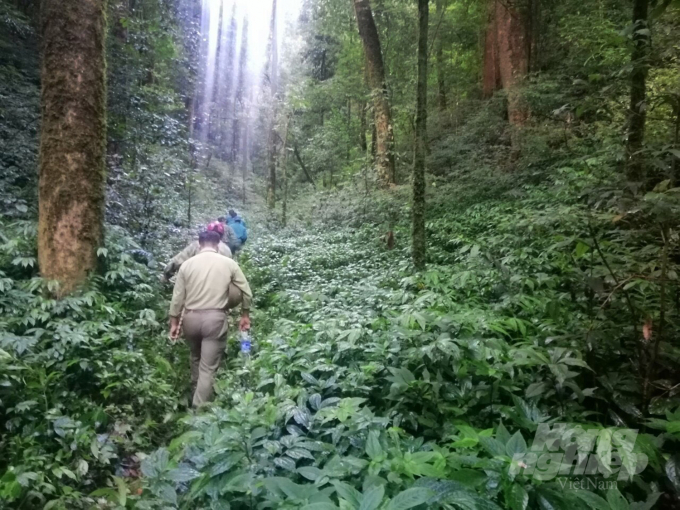 Sau bao năm thiếu thốn đủ bề, lực lượng bảo vệ rừng vẫn lẫm lũi với công việc thường nhật. Ảnh: VK.