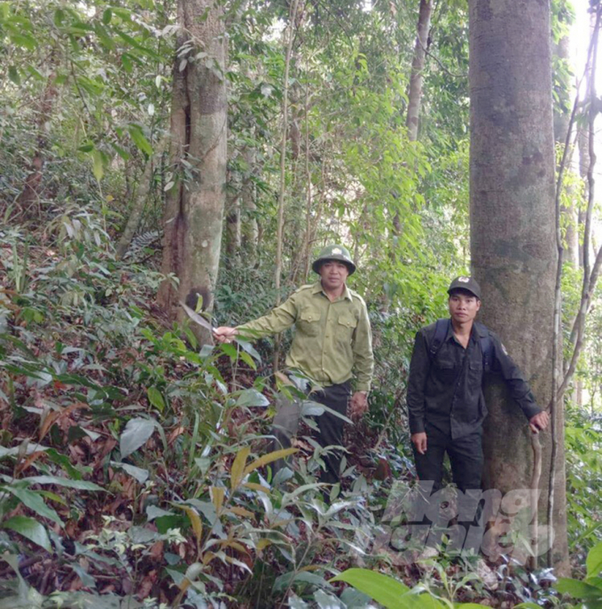 Các chủ rừng trên địa bàn Nghệ An là đơn vị sự nghiệp công lập có thu nhưng thu không bù chi, đồng nghĩa quyền lợi của người lao động không đảm bảo. Ảnh: VK.