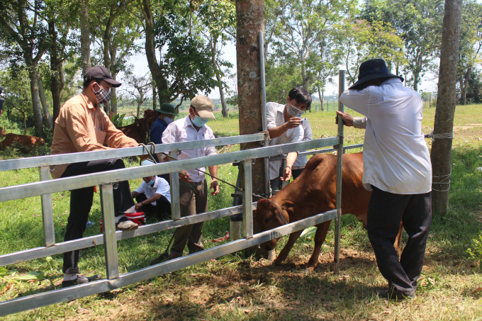 Thú y tổ chức tiêm phòng vacxin viêm da nổi cục cho đàn bò ở Quảng Trị. Ảnh: Phan Việt Toàn.