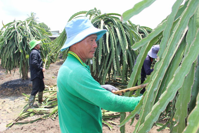 Các thành viên hội quán chia sẻ kinh nghiệm kỹ thuật cắt tỉa cành thanh long già cỗi. Ảnh: Trần Trung.