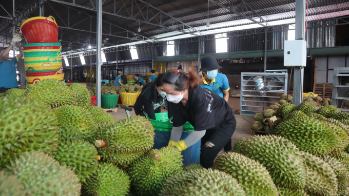 Workers of Minh Hang Co., Ltd are busy sorting durians before they are sent to the separation area. Photo: Tran Trung.