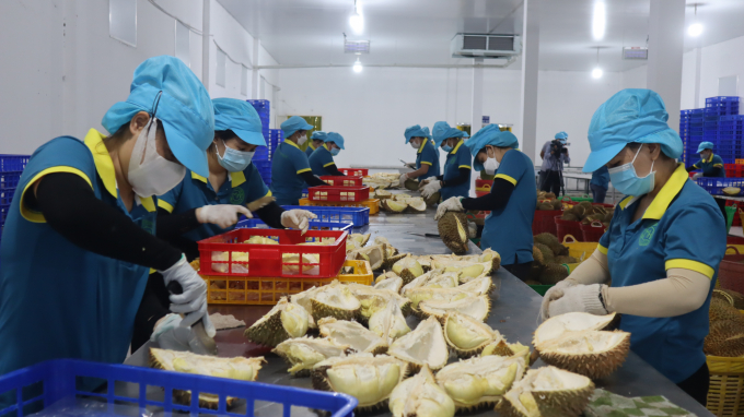 The durian separation area. Photo: Hong Thuy.