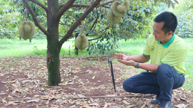 Binh Phuoc farmers apply science and technology to produce durian according to export standards. Photo: Hong Thuy.