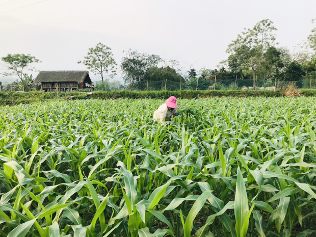 Hiện nay, trồng ngô sinh khối đã giúp nhiều hộ dân miền núi Hà Giang kết hợp chăn nuôi, thoát nghèo. Ảnh: Hồng Nhiên.