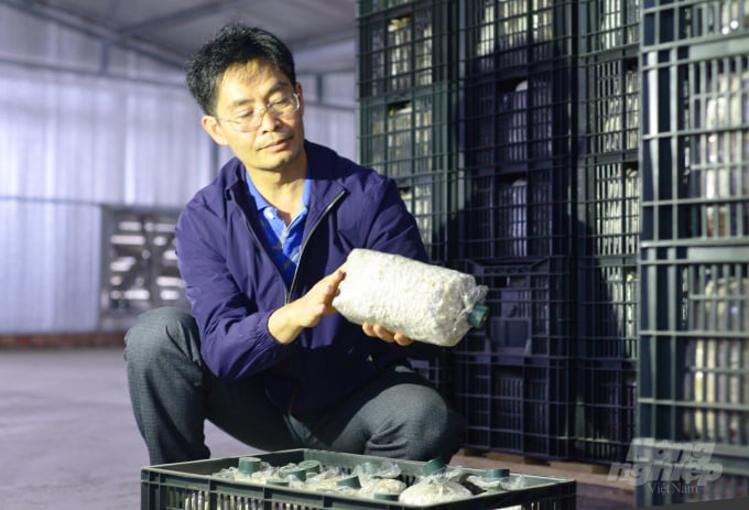 Để sản xuất nấm hương hữu cơ, Công ty Cổ phần Nguyên Long tự sản xuất phôi nấm với các nguyên liệu gồm gỗ cao su, cám lúa mì… Ảnh: Minh Hậu.