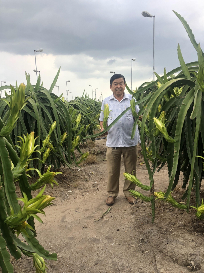 Ông Trương Quang An bên vườn thanh long của gia đình. Ảnh: Trần Trung.