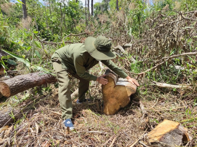 Những vụ phá rừng tự nhiên vẫn chưa được khống chế hiệu quả tại khu vực nhạy cảm của tỉnh Gia Lai. Ảnh: Tuấn Anh.