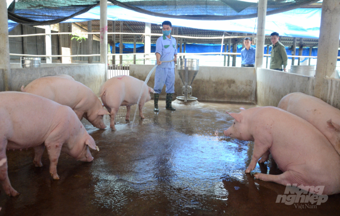 Tuy có dịch tả lợn Châu Phi, nhưng các địa phương tại Tuyên Quang về cơ bản khống chế tốt tình hình dịch bệnh. Ảnh: Văn Thưởng.
