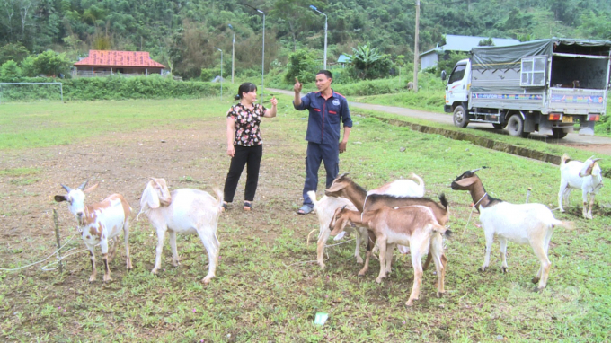 Trung tâm Khuyến nông tỉnh Tuyên Quang thực hiện trao dê giống cho các hộ dân ở huyện Lâm Bình. Ảnh: Đào Thanh.