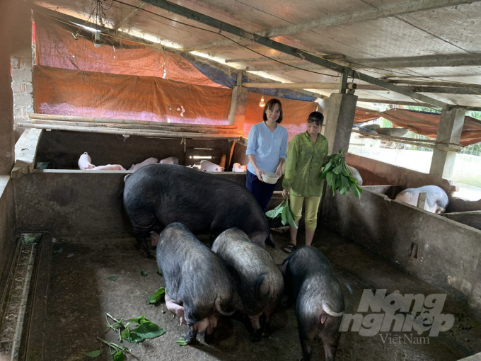 Mô hình nuôi lợn mán giúp nhiều hộ dân ở Tuyên Quang có thu nhập tốt. Ảnh: Đào Thanh.