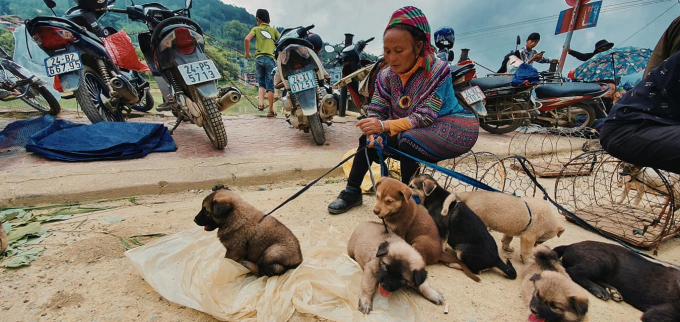 Một người dân mang những con chó bản địa ra chợ phiên Bắc Hà. Ảnh: H.Đ.