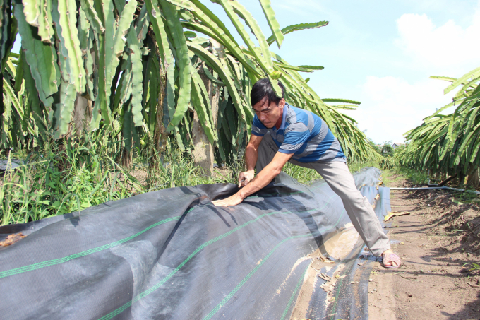 Dùng bạc phủ góc vừa hạn chế cỏ và sâu bệnh tấn công là một trong giải pháp trồng thanh long CNC hữu cơ của HTX thanh long Long Hội. Ảnh: Trần Trung.