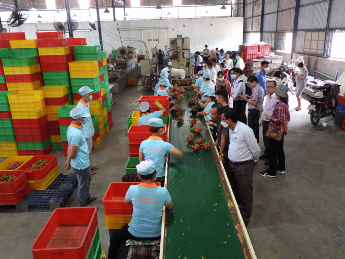 Đoàn công tác văn phòng SPS Việt Nam thăm và làm việc tại các cơ sở sản xuất thanh long xuất khẩu tại Long An. Ảnh: Trần Trung.