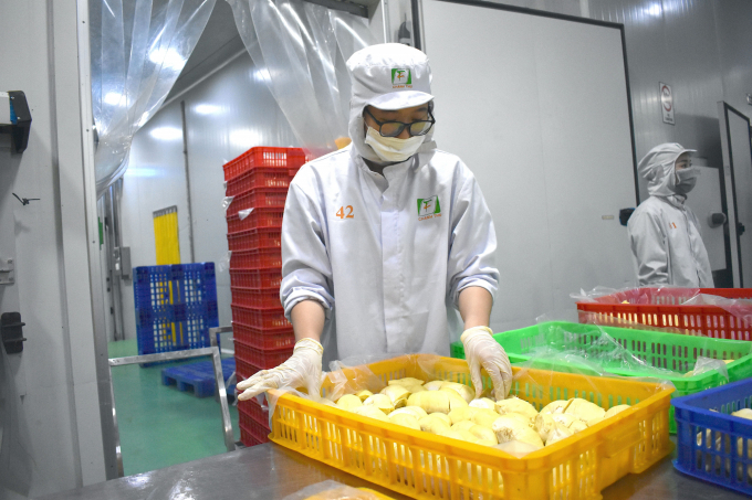 Nâng cao chất lượng trái sầu riêng là nhiệm vụ hàng đầu theo yêu cầu thị trường hiện nay. Ảnh: Văn Việt.