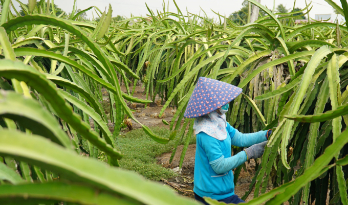 Đến nay, Long An đã củng cố, đạt 4.000ha thanh long ứng dụng công nghệ cao (so với 6.000ha theo kế hoạch đến năm 2025). Ảnh: Thanh Sơn.