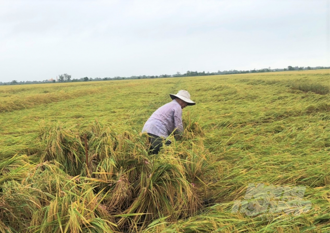 Kênh 5B còn 1/2 ấp sạ chung giống lúa OM18, với tổng diện tích khoảng 120ha chưa thu hoạch, bị mưa dông làm ngã rạp, nông dân phải buộc dựng lên để giảm thiệt hại. Ảnh: Trung Chánh.