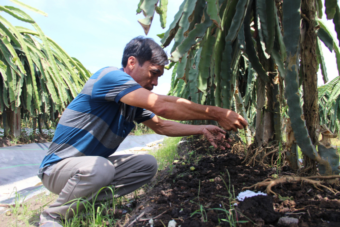 Người trồng thanh long ngày càng thích thú với lối canh tác hanh long theo tiêu chuẩn VietGAP, CNC. Ảnh: Trần Trung.