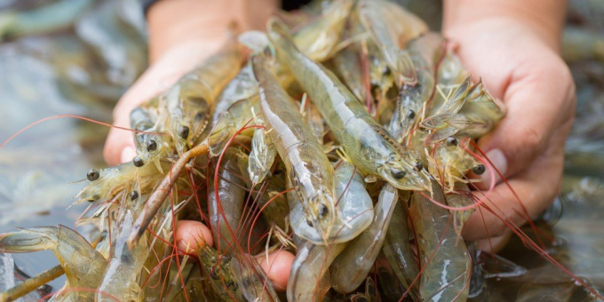 Seafood accounts for only 2.1% of the export market share to the EU market. Photo: Kim Anh.