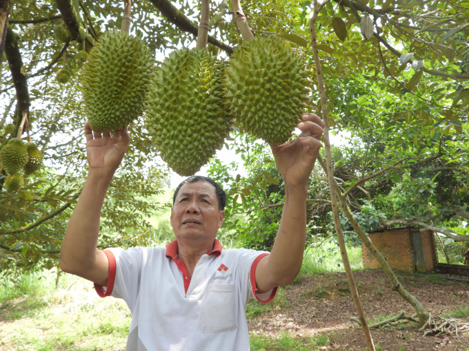 Những quả sầu riêng áp dụng đúng quy trình chuẩn, chờ ngày thu hoạch xuất khẩu. Ảnh: Hồng Thủy.